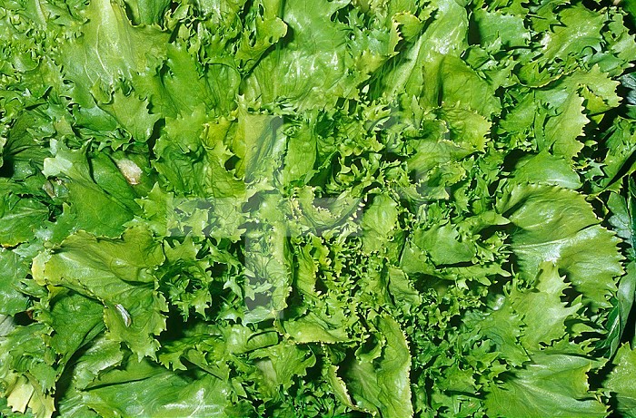 Escarole (Chicorium latifolia) salad green, native to Mediterranean Basin.