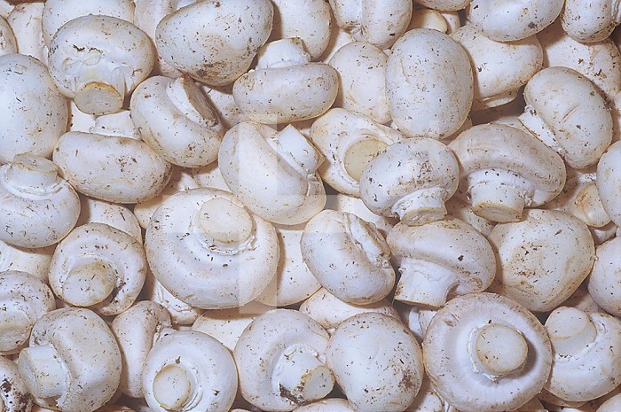 Commercial Mushroom variety White Button (Agaricus bisporus), the supermarket mushroom.