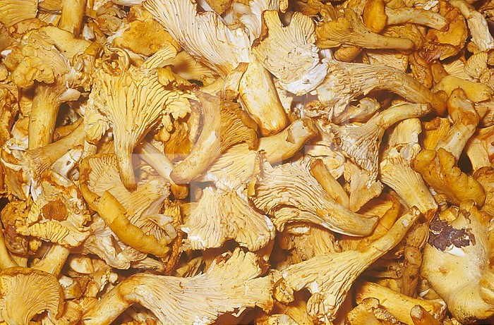 Mushroom variety Chanterelle (Cantharellus cibarius)
