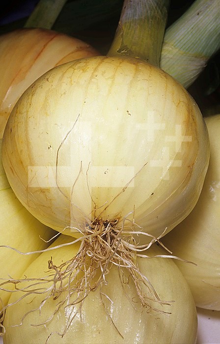 Onion variety Walla Walla (Allium cepa)