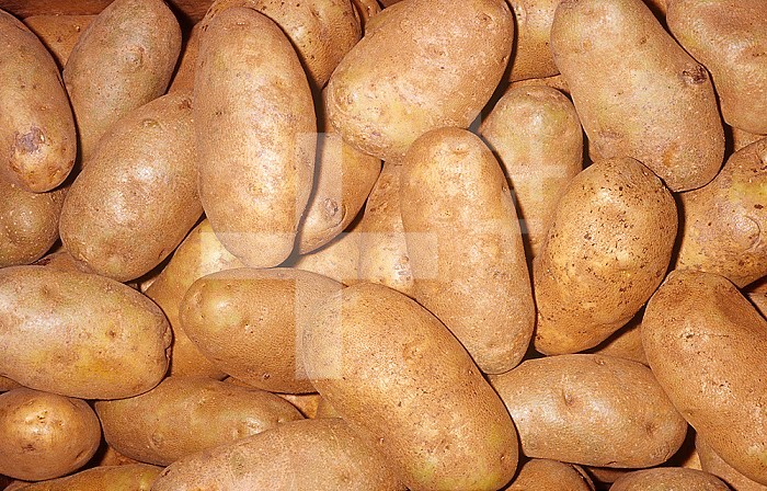 Russet Potato (Solanum tuberosum)