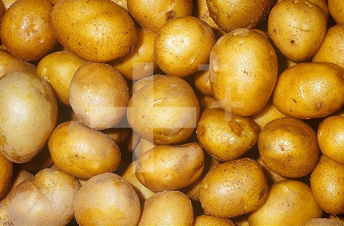Potato variety German Butterball (Solanum tuberosum)