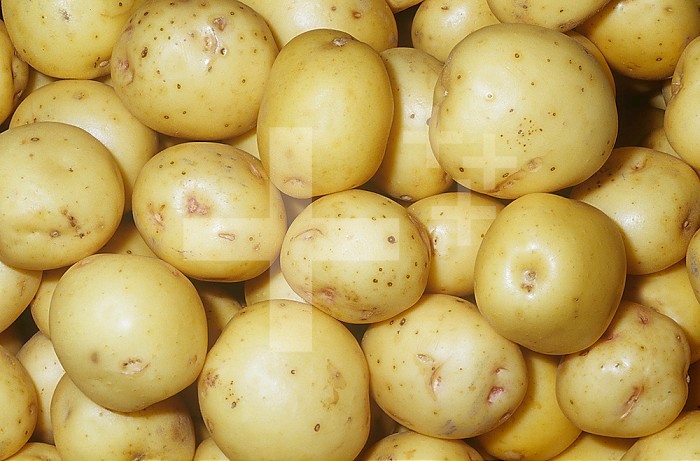 Potato variety Yukon Gold (Solanum tuberosum)