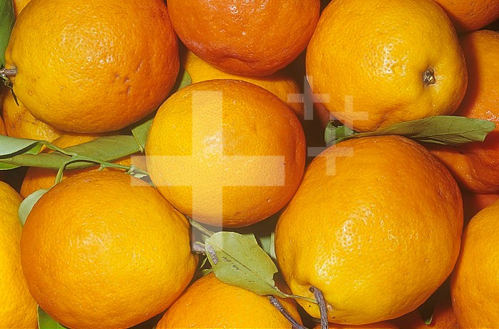Tangelo variety Minneola (Citrus reticulata x Citrus maxima) hybrid cross between a Tangerine and a Grapefruit.
