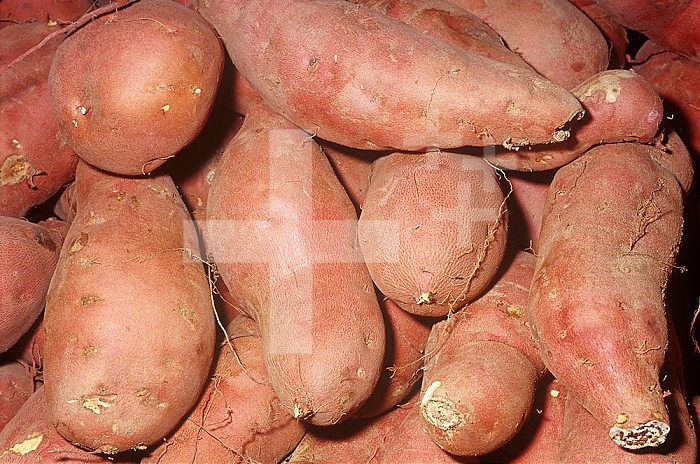 Sweet Potato (Ipomoea batatas)
