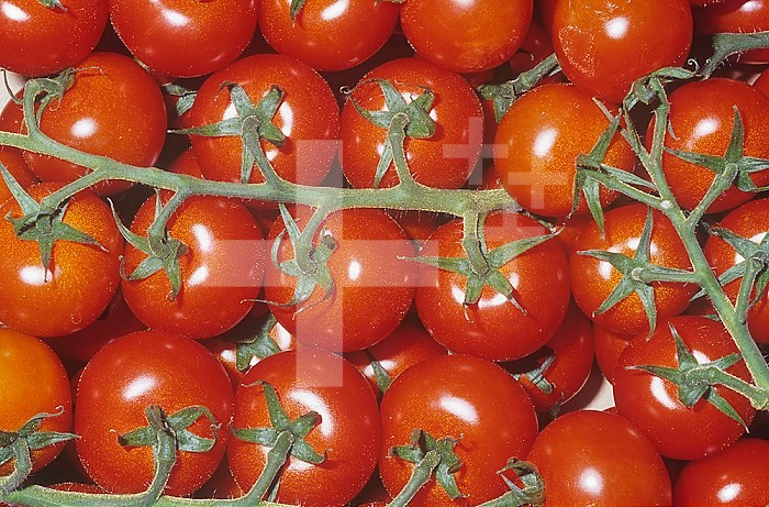 Tomato variety Cherry Beefsteak (Solanum lycopersicum)