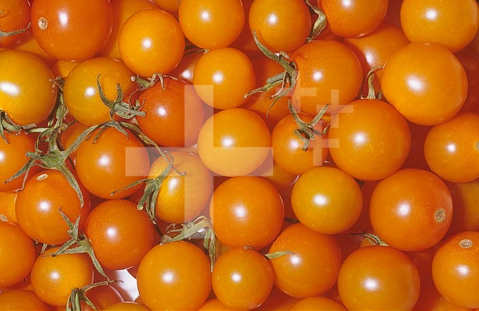 Cherry Tomato variety Sun Gold (Solanum lycopersicum)