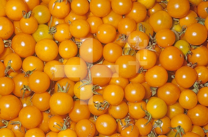 Cherry Tomato variety Sun Gold(Solanum lycopersicum)