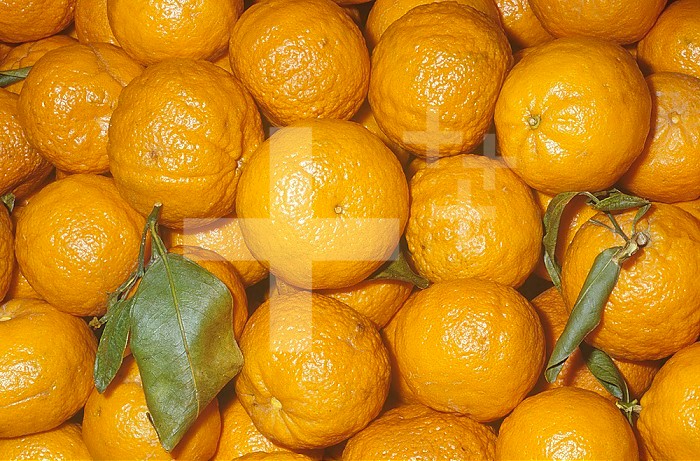 Mandarin Orange variety Page (Citrus reticulata)