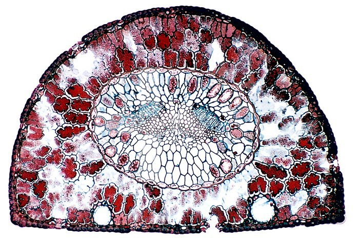 Cross-section of a Red Pine needle ,Pinus resinosa,. LM X30.