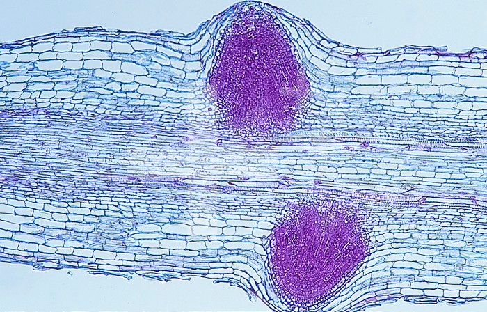 Longitudinal section of the root tip of a Cucumber. LM.