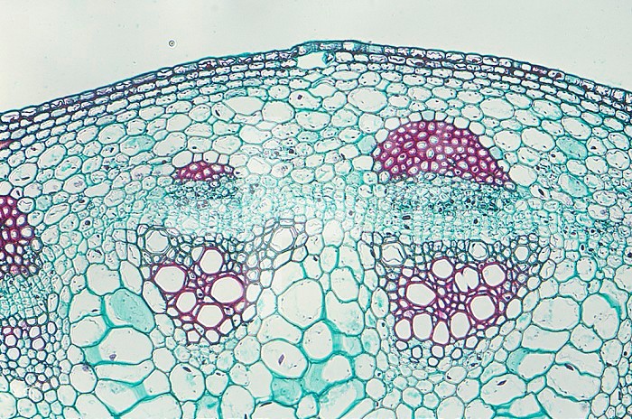 Cross section of the stem of a Sunflower with cambium and vascular bundles (Helianthus). LM