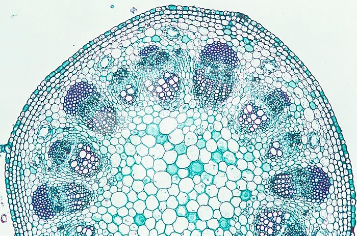 Cross section of a Sunflower (Helianthus) stem with developing bundles. LM