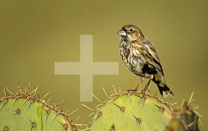 A Lark Bunting ,Calamospiza melanocorys,, Arizona, USA.