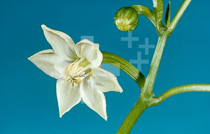 Sweet Pepper flower ,Capsicum annuum,.