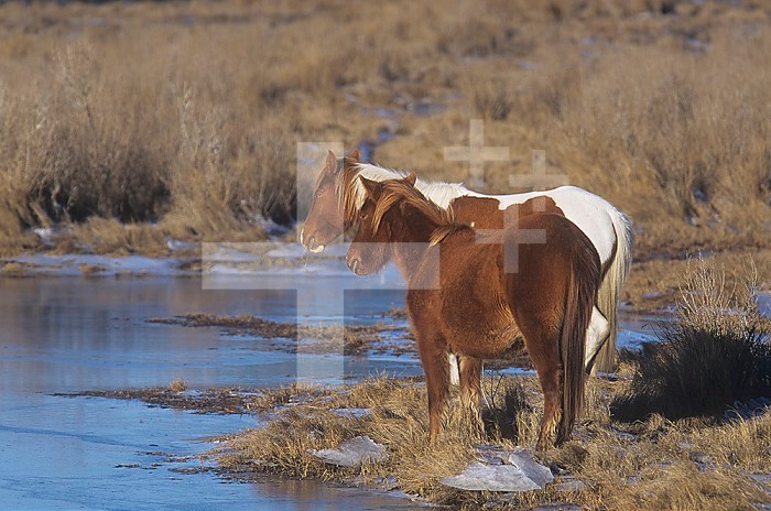 Chincoteague Ponies in a salt marsh habitat (Equus caballus), Chincoteague National Wildlife Refuge, Virginia, USA.