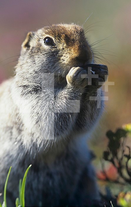 An Arctic Ground Squirrel eating (Spermophilus parryiii), Denali National Park, Alaska, USA.