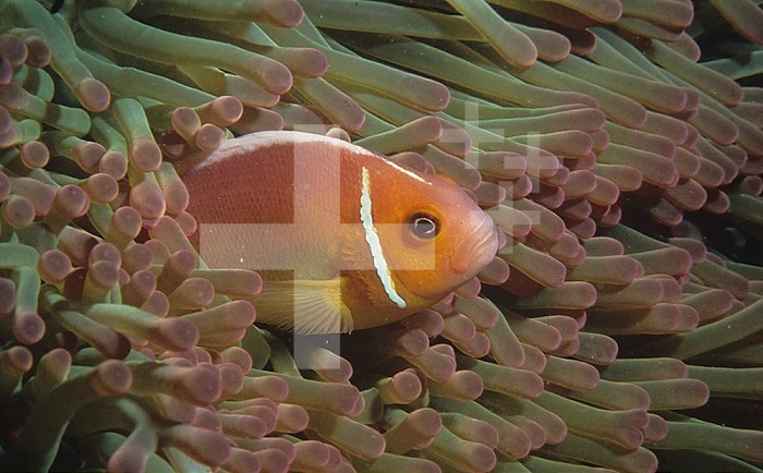 Pink Anemonefish (Amphiprion perideraion) in a Sea Anemone, Guam, Pacific Ocean.