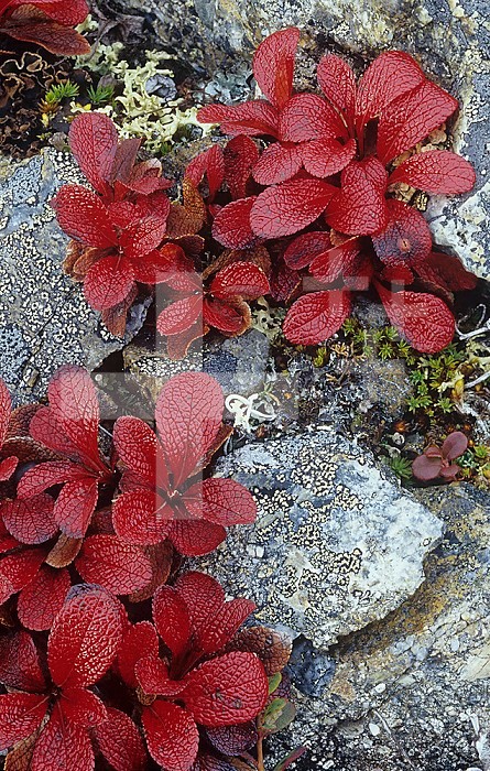 Bearberry or Kinnikinnick Plants in fall foliage ,Arctostaphylos uva-ursi,, Denali National Park, Alaska, USA.