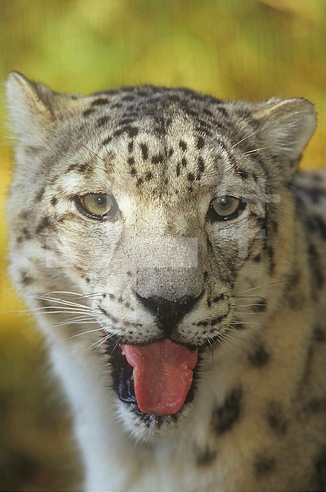 A Snow Leopard face ,Panthera uncia, Asia.