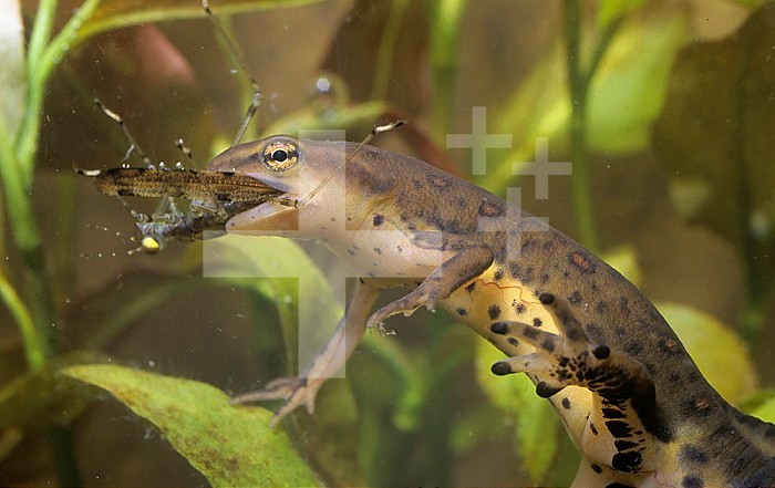 An Eastern Red-spotted Newt ,Notophthalmus viridescens, eating a Damselfly nymph underwater, Eastern North America.