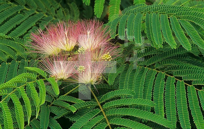 Mimosa Tree flowers and leaves ,Albizia,.