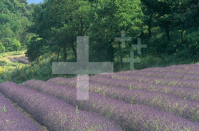 Lavender field in Provence region near Senaque, France, Europe.