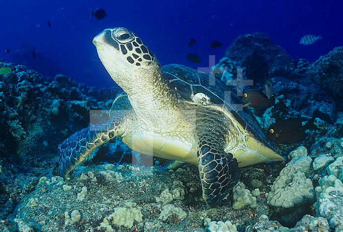 A Green Sea Turtle (Chelonia mydas) on a Coral reef, Kona Coast, Big Island, Hawaii, USA.