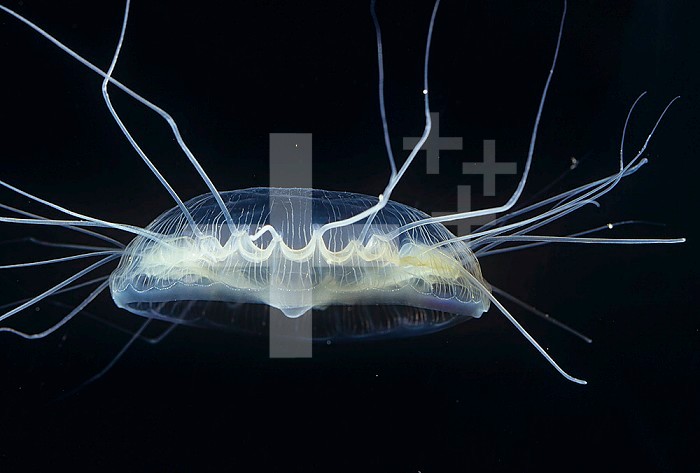 Narcomedusae Jellyfish ,Pegantha, Central California, USA.
