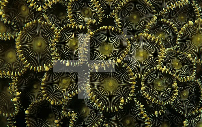 Zoanthids with zooanthellae ,Protopalythoa, Fiji, Pacific Ocean.