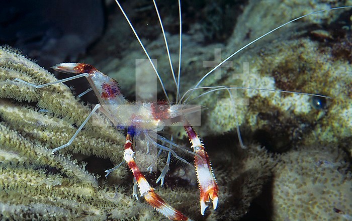 A Banded Coral or Cleaner Shrimp. (Stenopus hispidus) Caribbean