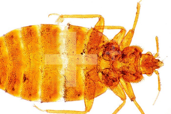 Adult Bed Bug (Cimex lectularius). LM X4