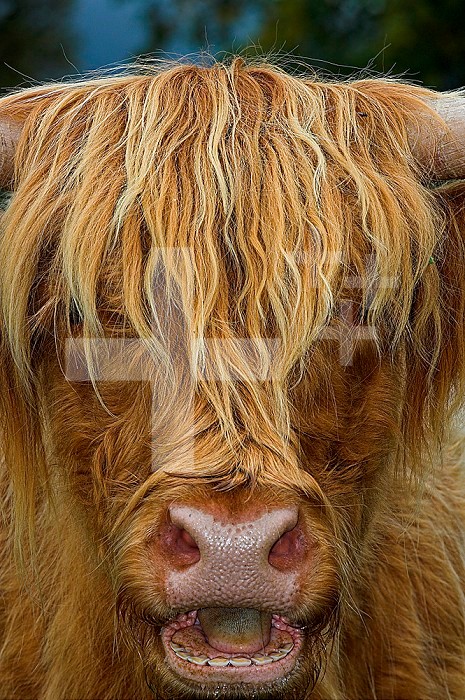 Face of a Scottish Highland cow showing its open mouth and typical grinding teeth of herbivores.