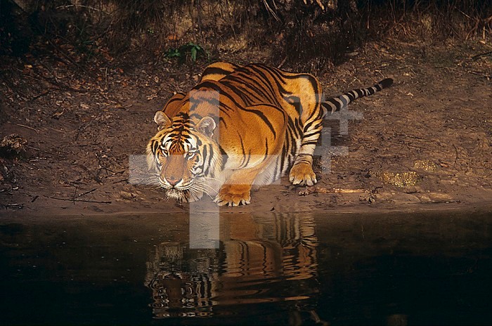 Bengal Tiger drinking ,Panthera tigris, Asia.