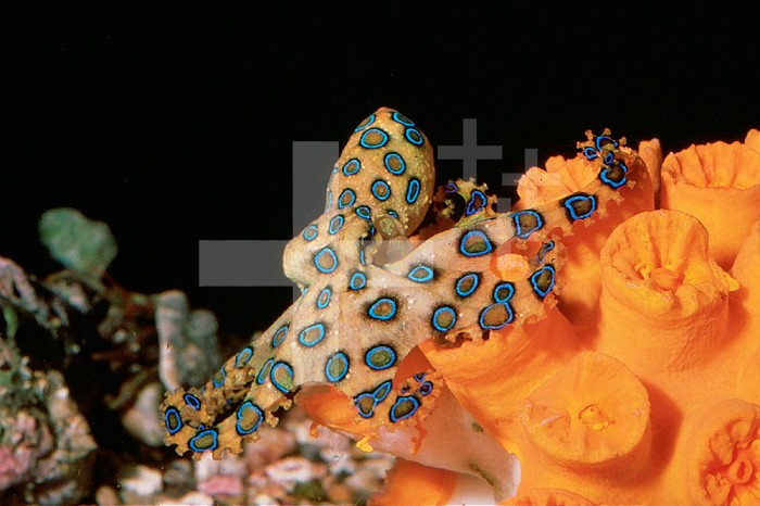 Blue-ringed Octopus ,Hapalochlaena lunulata, Coral Sea