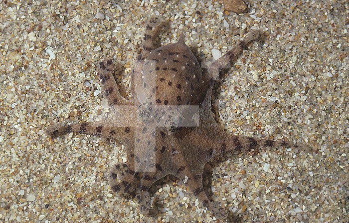 Pygmy Octopus  ,Octopus pencillifer, Western Mexico