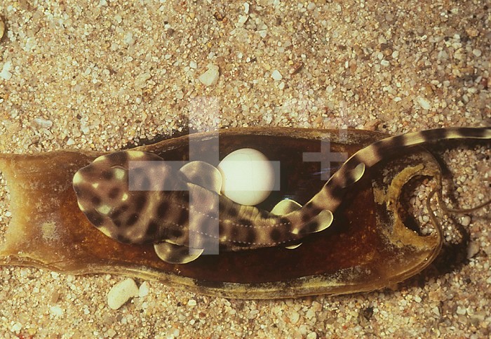 Swell Shark ,Cephaloscyllium ventricosum, embryo seven months old in its open egg case, California, USA.