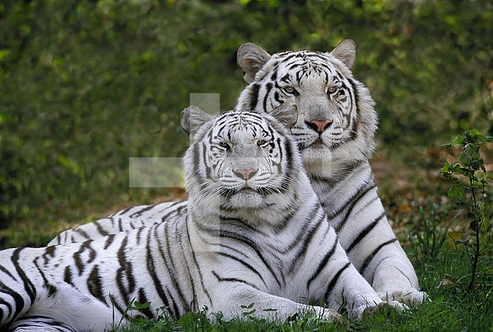 White Bengal Tigers ,Panthera tigris, Asia.