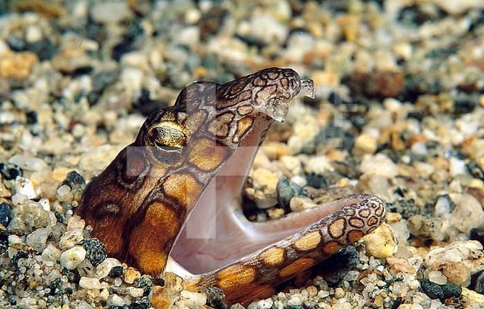 The head and face of a Snake Eel, a fish that burrows into the sand to hide, Southern California, USA.