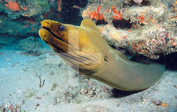 A Caribbean Green Moray Eel emerges from under a ledge.