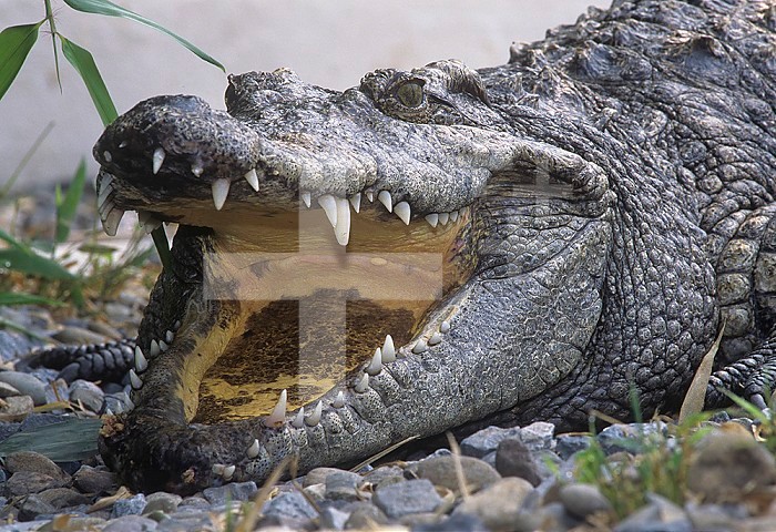 Siamese Crocodile ,Crocodylus siamensis, jaws gaped open. Extinct in the wild, Java.