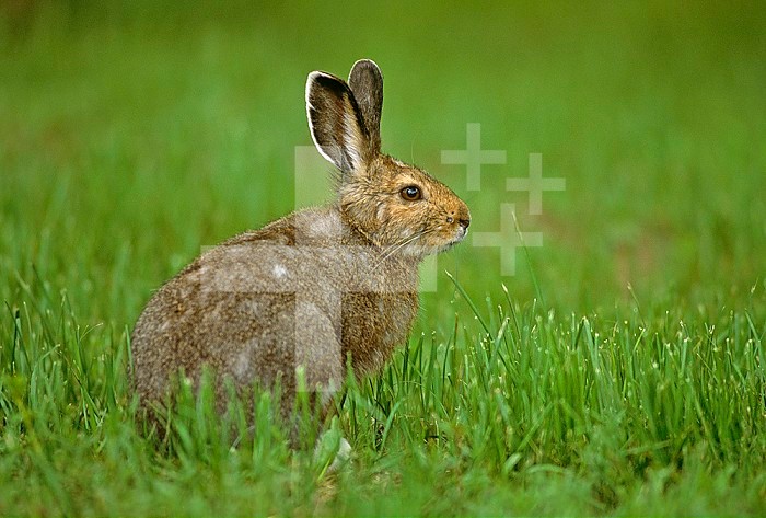 Snowshoe Hare in in its brown summer fur ,Lepus americanus,, North America.