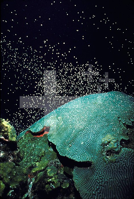 Spawning Hard Coral releasing packets of sperm and eggs into seawater during the eighth night after the August full moon. 