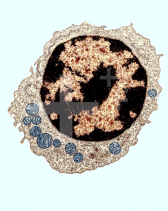 This eukaryotic cell ,lymphocyte white blood cell, shows numerous major organelles such as a large nucleus ,orange, and multiple mitochondria ,blue,.  TEM X20,550