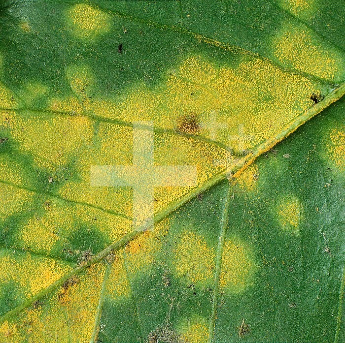 Coffee Rust (Hemileia vastatrix) sporulating pustules on the underside of a Coffee leaf (Coffea arabica), Colombia.