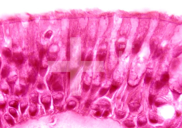 Ciliated epithelium of the nasal mucosa. LM X300.