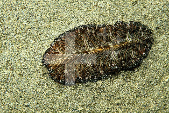 Marine Flatworm ,Pseudobiceros bedfordi, Fiji, Pacific Ocean.