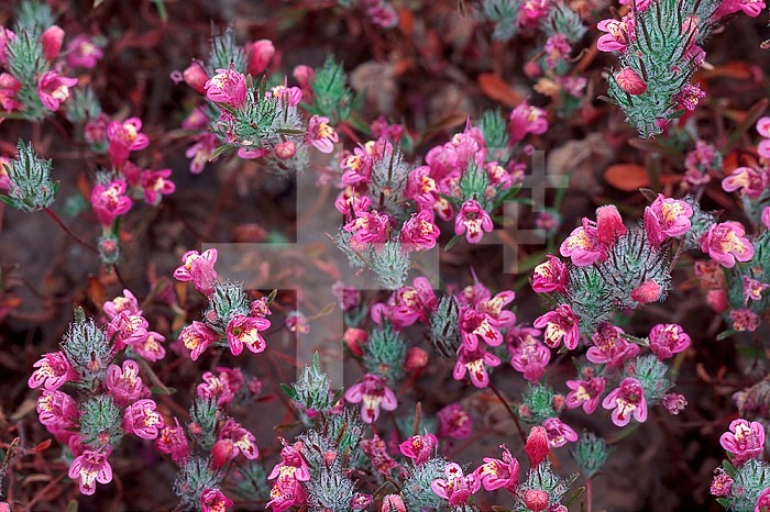 Mesa Mint (Pogogyne abramsii), an endangered vernal pool plant in San Diego County, California, USA.