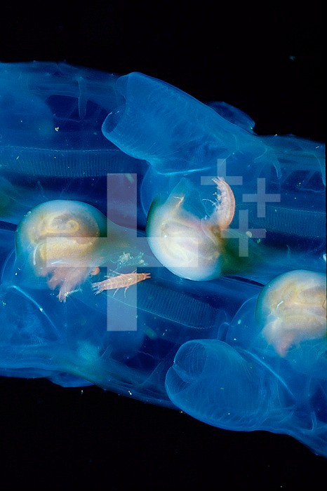 Salp (Pegea) with commensal Amphipods, Pacific Ocean off Southern California, USA.