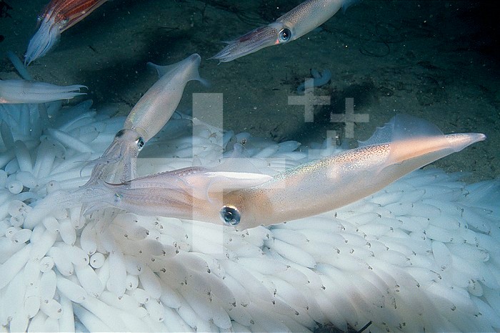 Market Squids mating and laying egg cases. (Loligo opalescens) La Jolla Marine Reserve, Southern California, USA